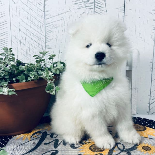 Dozer - Samoyed Male