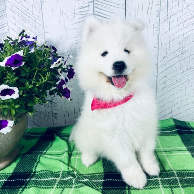 Ellie - Samoyed Female