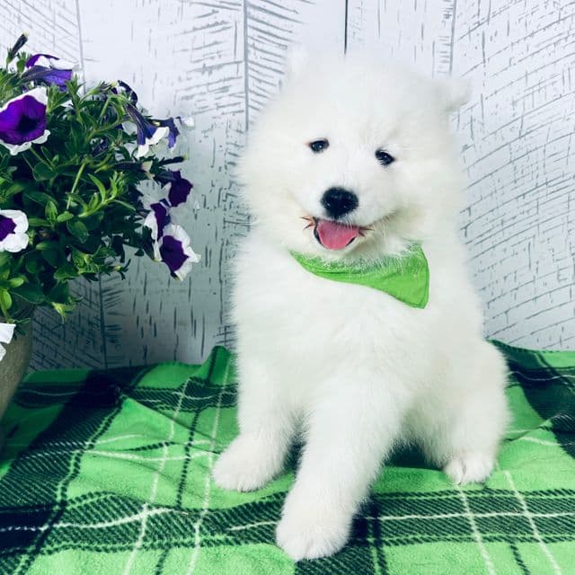 Chloe - Samoyed Female