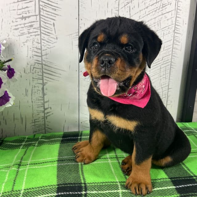 Layla - Rottweiler Female