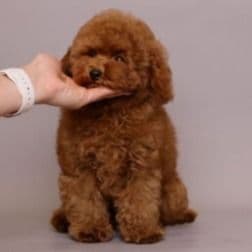 Mark - Toy Poodle Male