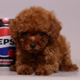 Miley - Toy Poodle Female
