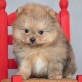 Grisha PomaPoo - Pomeranian Male