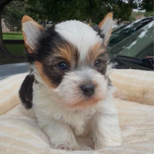 Biscuit - Yorkshire Terrier Male