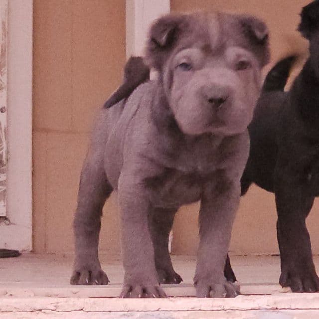 Pieces - Chinese Shar-Pei Male