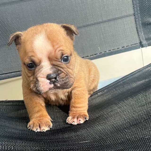 Brownie  - American Bully Female