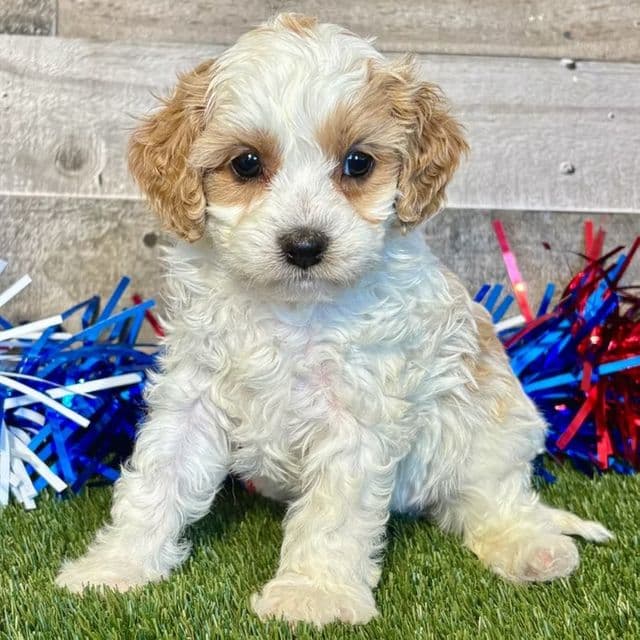 Della - Cavapoo Female