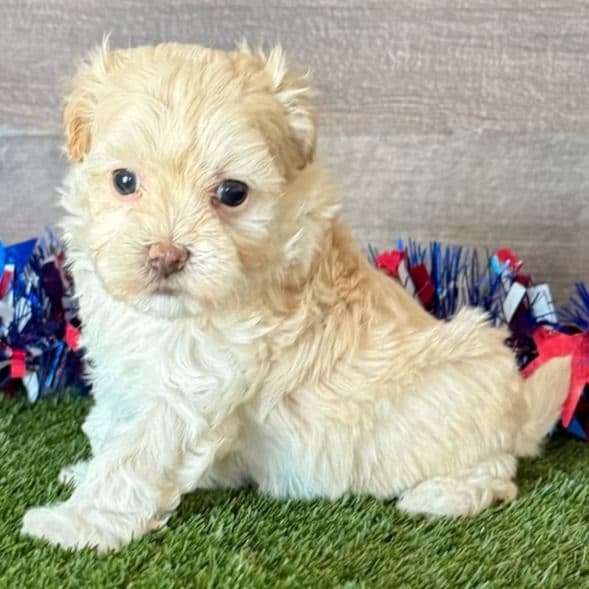 Monty - Maltipoo Male