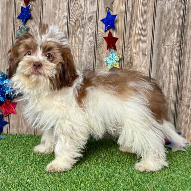 Sylvan - Shih-Poo Male