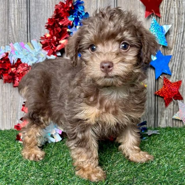 Vander - Yorkipoo Male