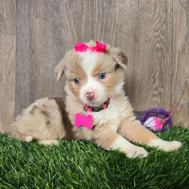 Kate  - Australian Shepherd Female