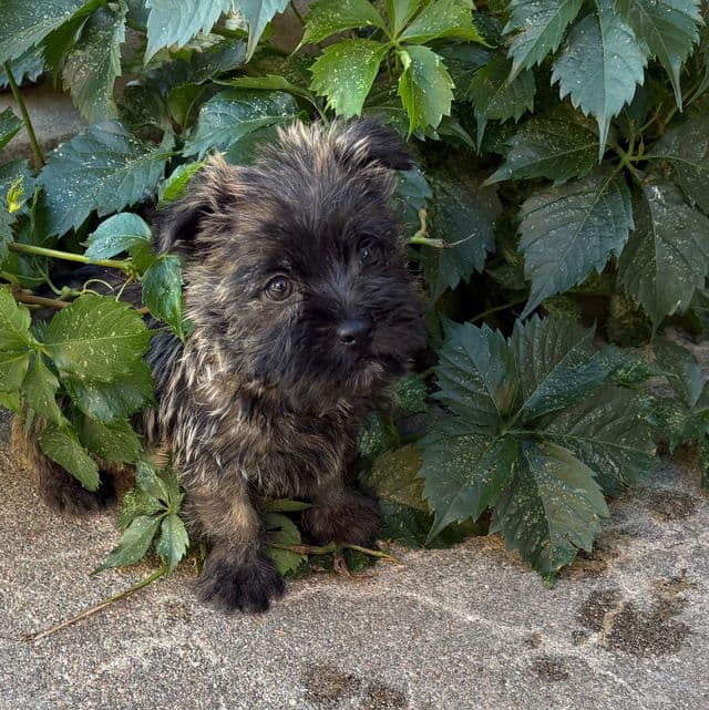 Woodrow - Cairn Terrier Male