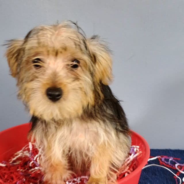 Frannie - Yorkshire Terrier Female
