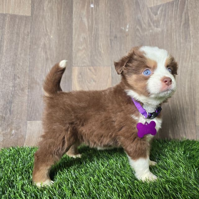Layla - Australian Shepherd Female
