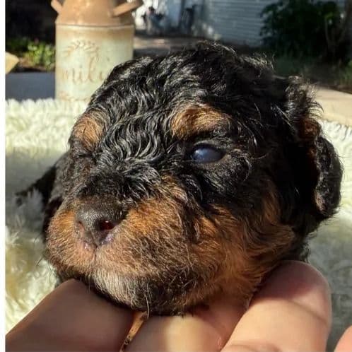 Star - Standard Poodle Female