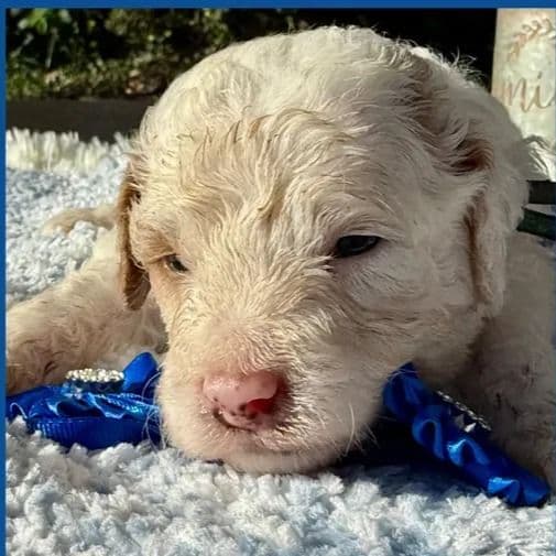 Blaze - Standard Poodle Male
