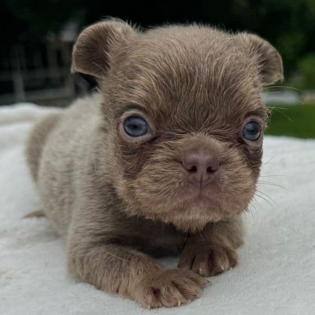 Tucker - French Bulldog Male