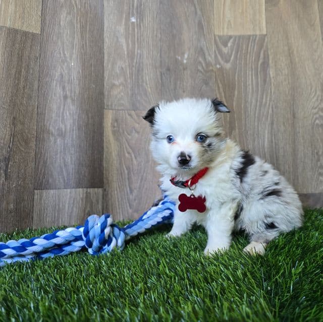 Lil Bo - Australian Shepherd Male