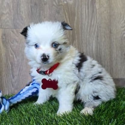 Lil Bo - Australian Shepherd Male