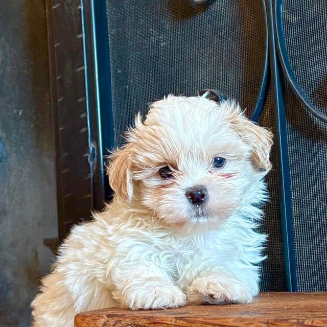 Rigby - Shichon Male