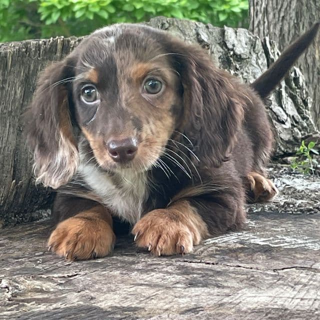 Armani - Dachshund Male