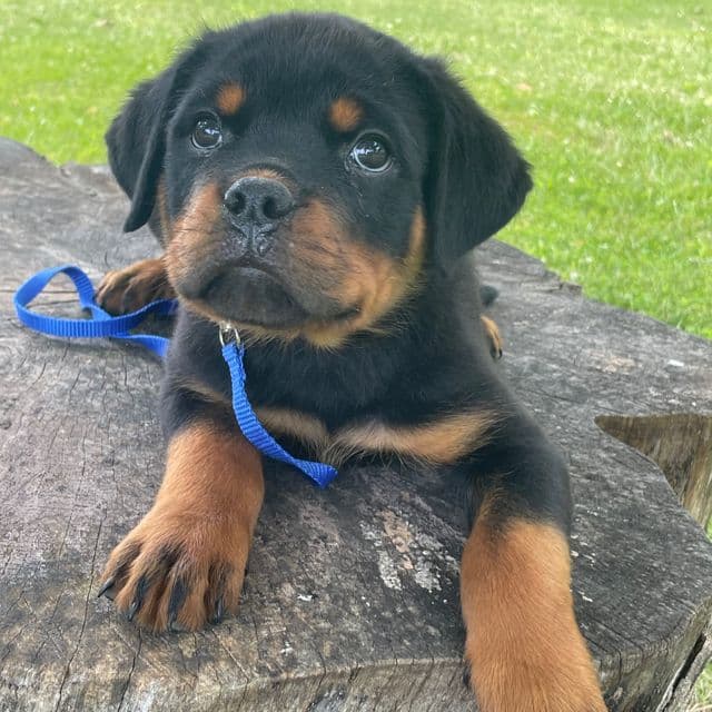 Blue Collar Male - Rottweiler Male