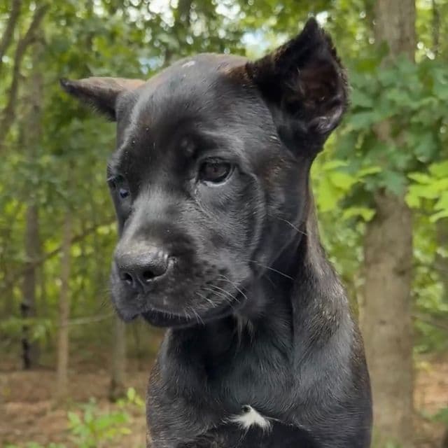 Gale Weathers - Cane Corso Female