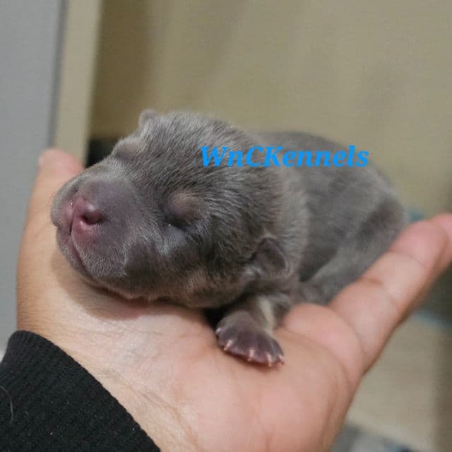 Linguine - Chinese Shar-Pei Male