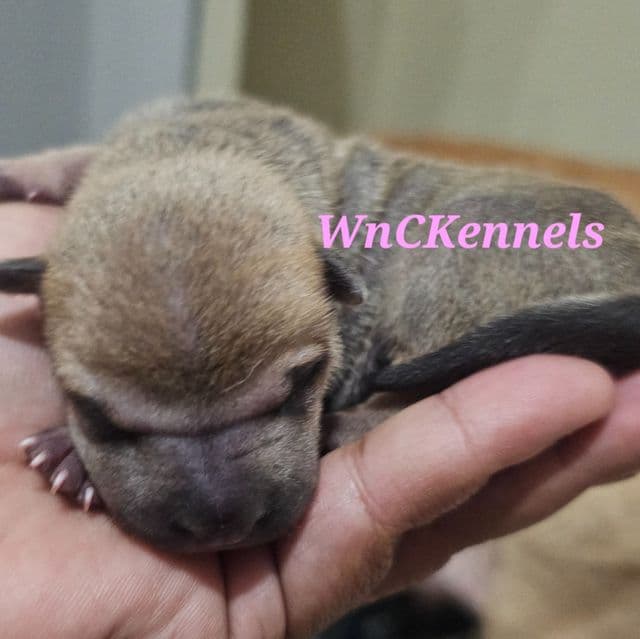 Spaghetti - Chinese Shar-Pei Female
