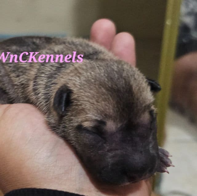 Tortellini - Chinese Shar-Pei Female