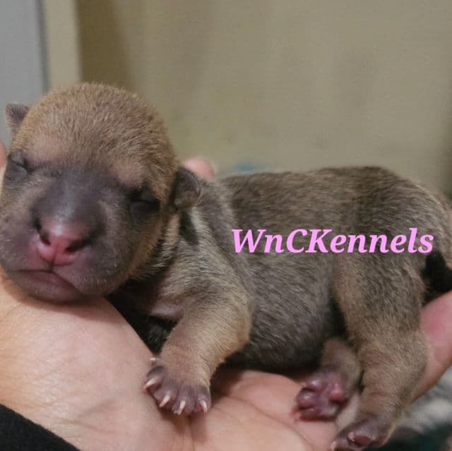 Ravioli - Chinese Shar-Pei Female