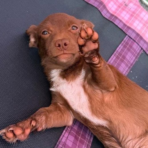 Buster - Chihuahua Male