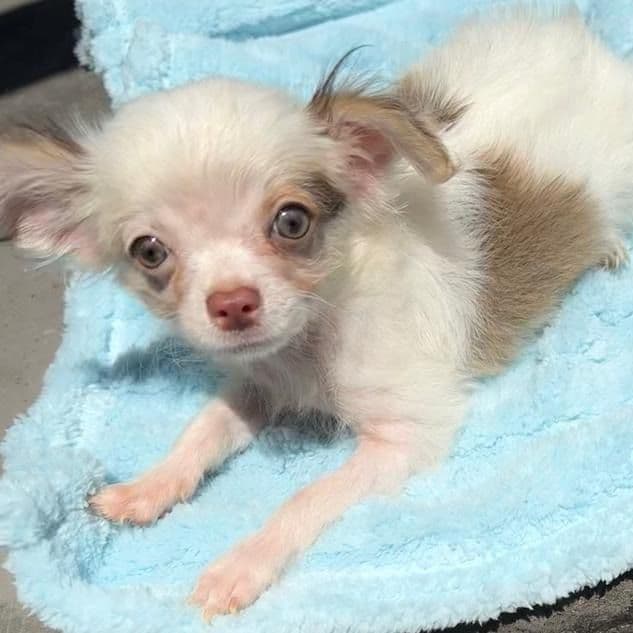 Boomer - Chihuahua Male