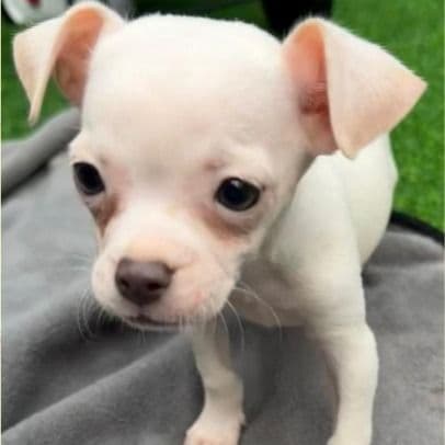 Dylan - Chihuahua Male