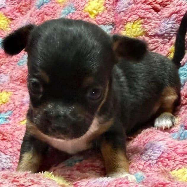 Millie - Chihuahua Female