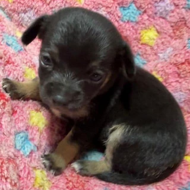 Margo - Chihuahua Female