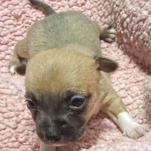 Molly - Chihuahua Female