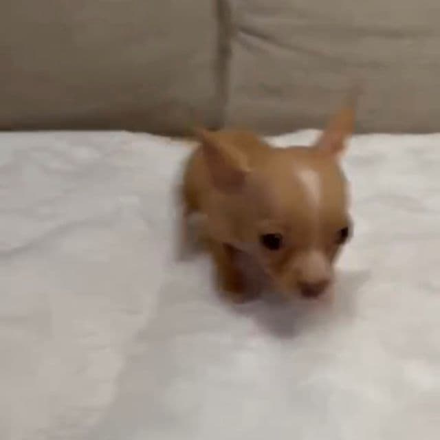 Miniture Lacy charting 3/4 lb - Chihuahua Female