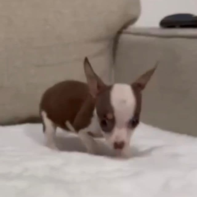 Miniture Mrs Brownie  - Chihuahua Female