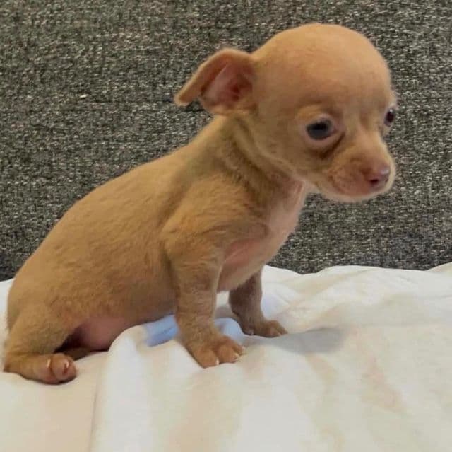 Mr charlie  - Chihuahua Male