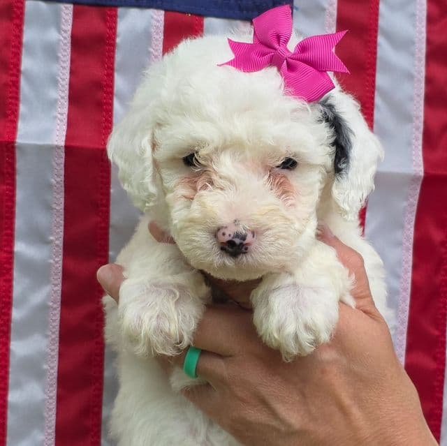 Sugar-mini - Sheepadoodle Female