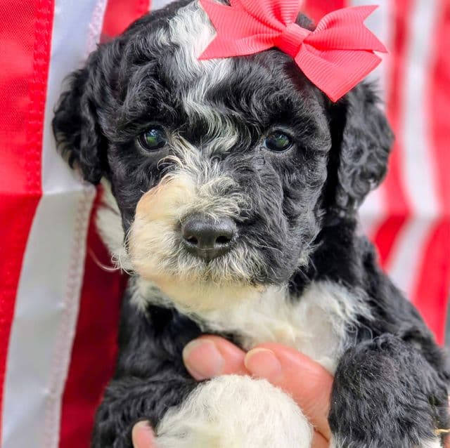 Majic- mini - Sheepadoodle Female