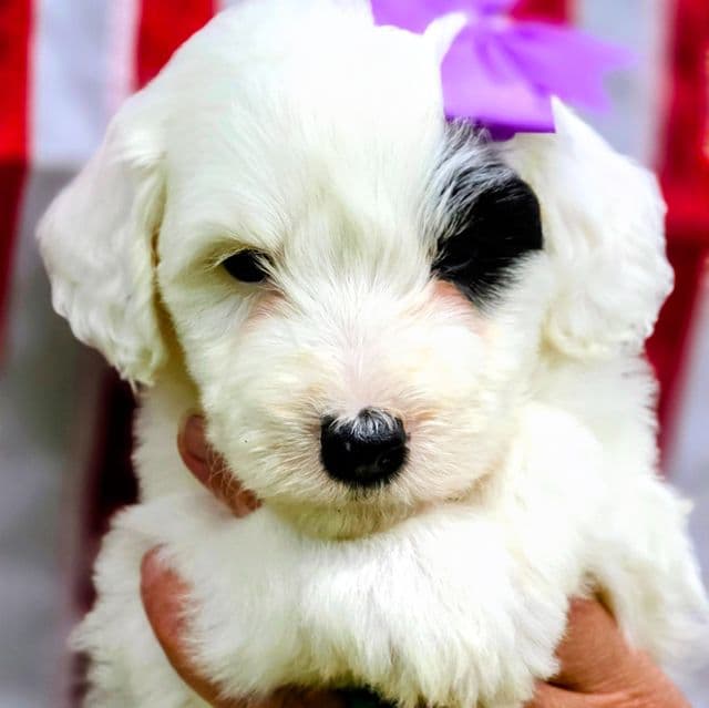 Patches-mini - Sheepadoodle Female