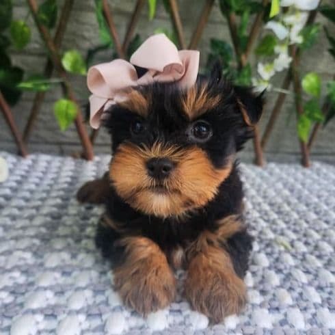 Pippy - Morkie Female