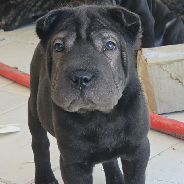 Nails - Chinese Shar-Pei Male
