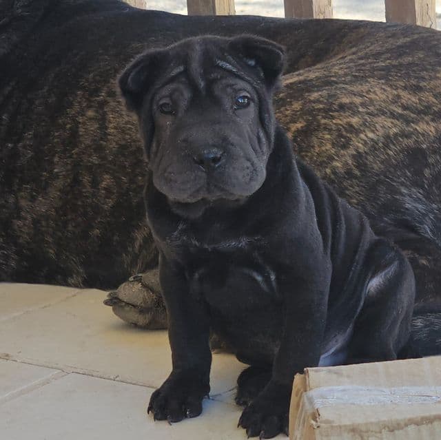 Screws - Chinese Shar-Pei Male