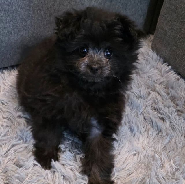 Raven - Pomapoo Female