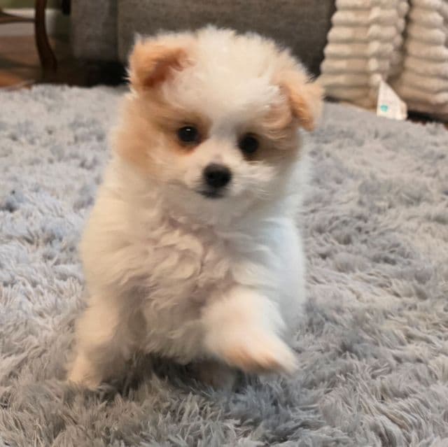 Mikey - Pomapoo Male