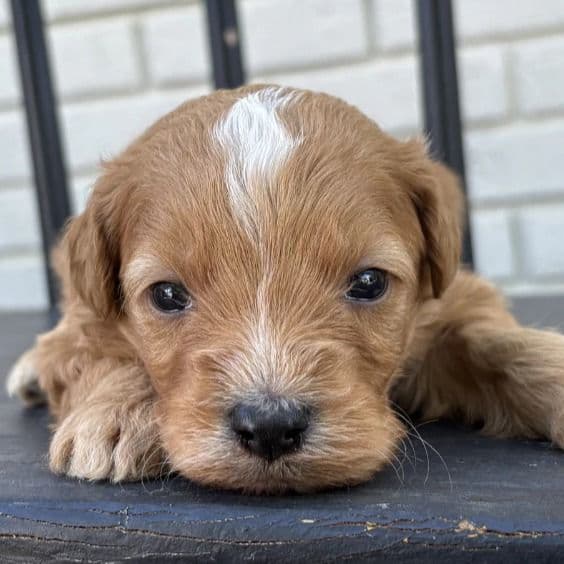 Ricotta - Goldendoodle Male