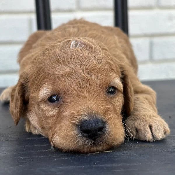 Parmesan - Goldendoodle Male